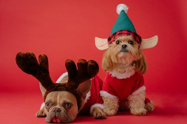 Dog Training